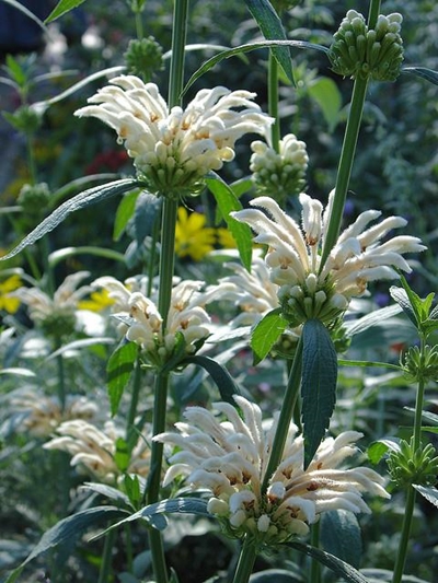 Don't miss the botanical garden sale